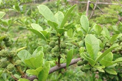 葫蘆樹果實可以吃嗎